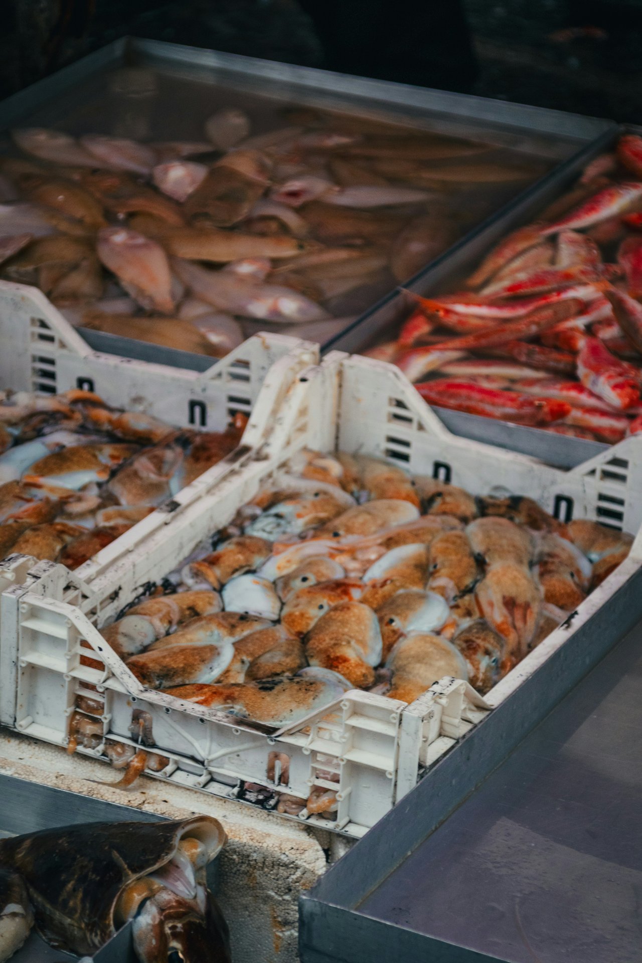 Cofradía de Pescadores de Águilas
